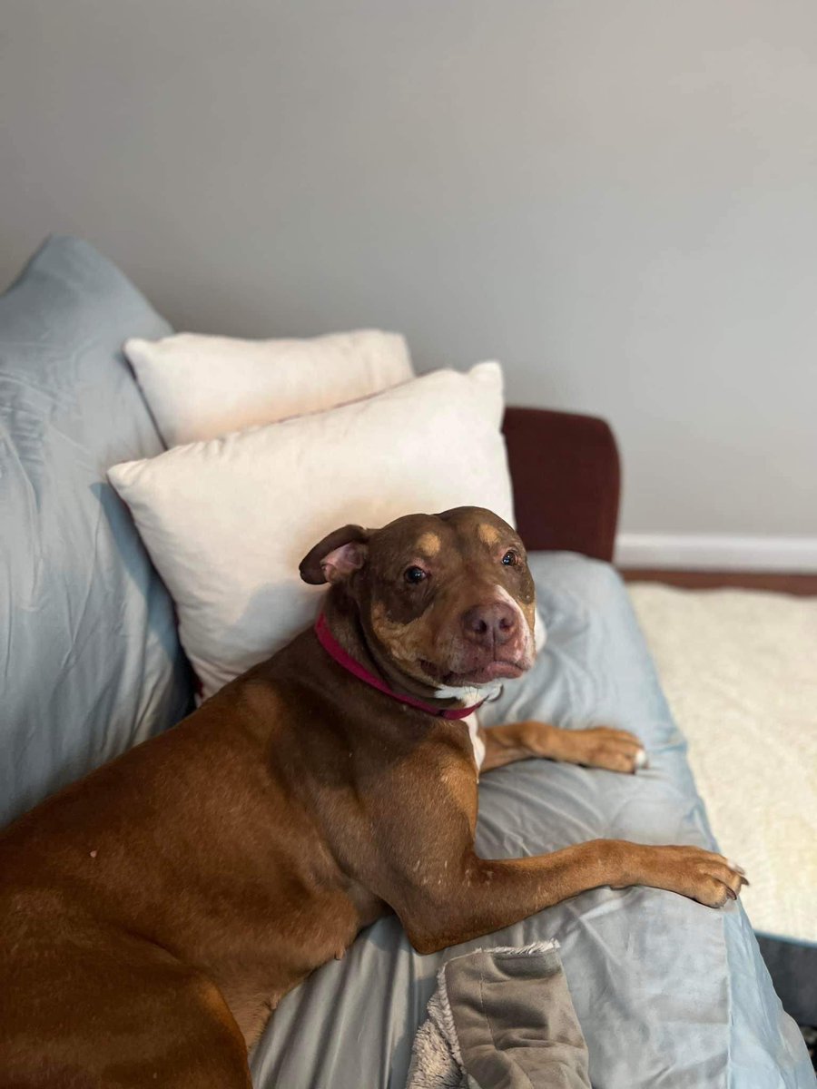 Happy #InternationalDogDay 💖

Butters is still looking for her forever home 🏡 

For more information about Butters and how to adopt her visit: 
petlover.petstablished.com/pets/public/66…

#nycscr_adoptable #becausetheymatter #AdoptDontShop