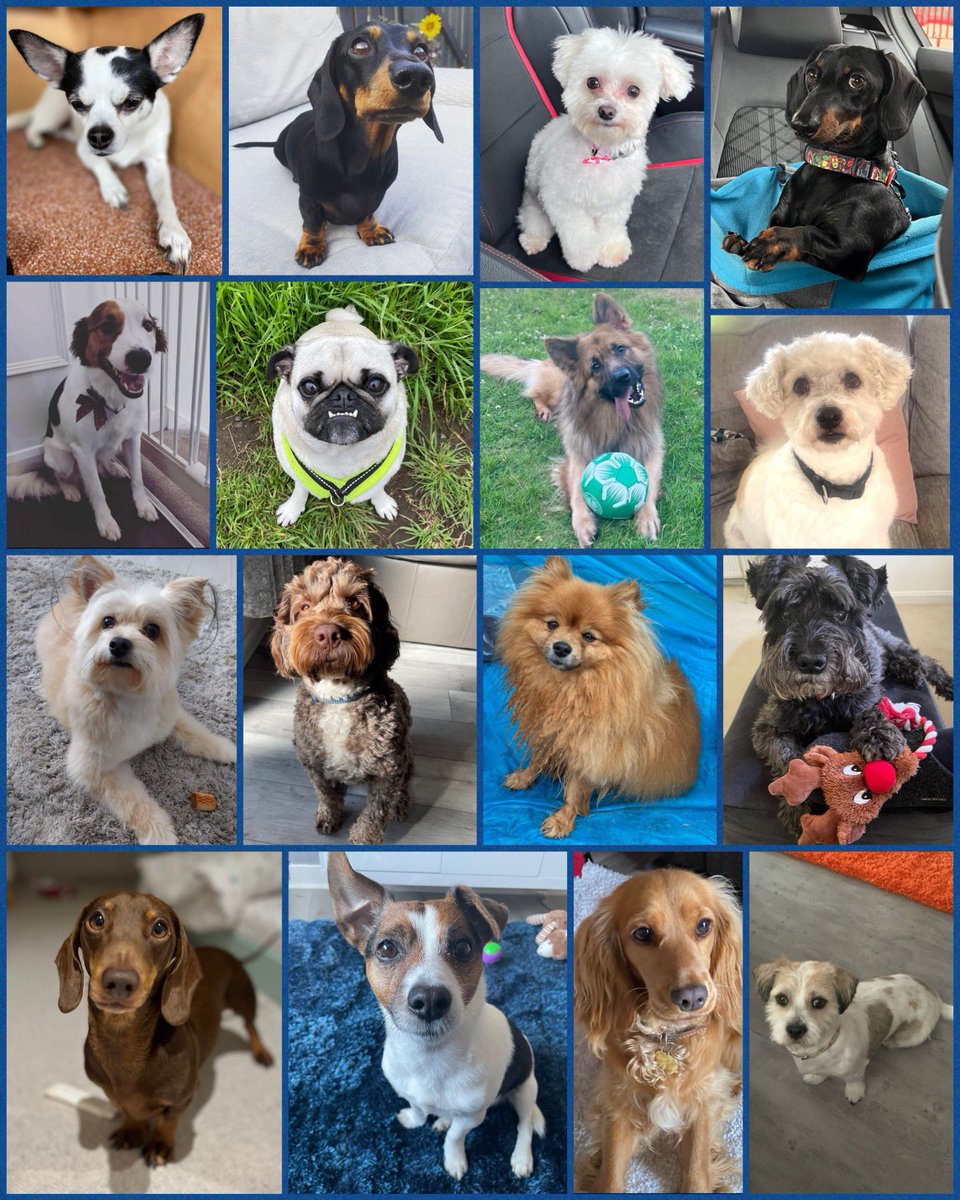 MBUWestofScot's tweet photo. #HappyInternationalDogDay!!

Here are some of our #WoSMBU bonnie dugs to bring a smile to your feed 🐾

Not forgetting our #therapet Tallie too 😍 https://t.co/J61dSBZ9tk