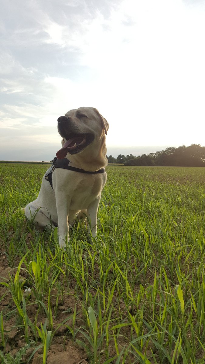 알렉시 / ProTosH tweet media