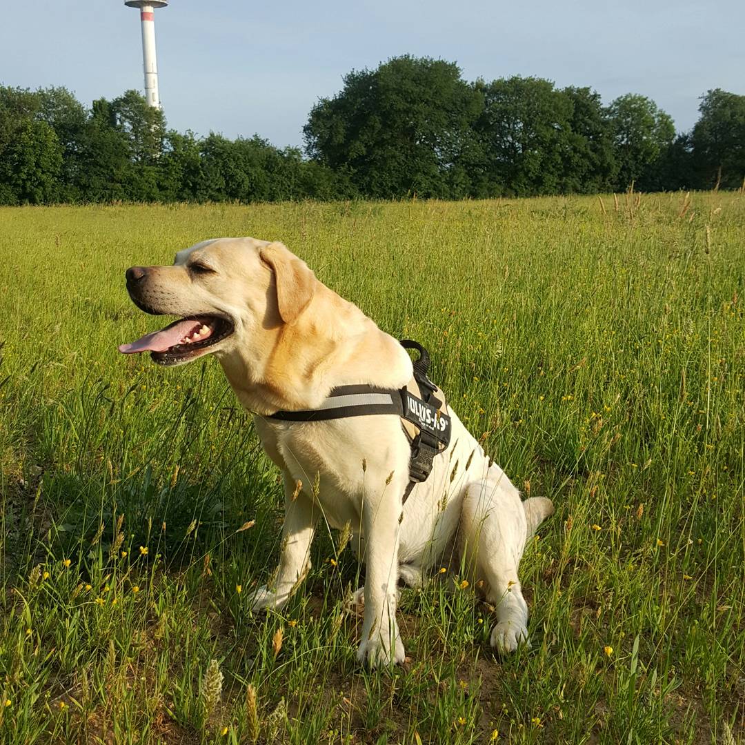 알렉시 / ProTosH tweet media