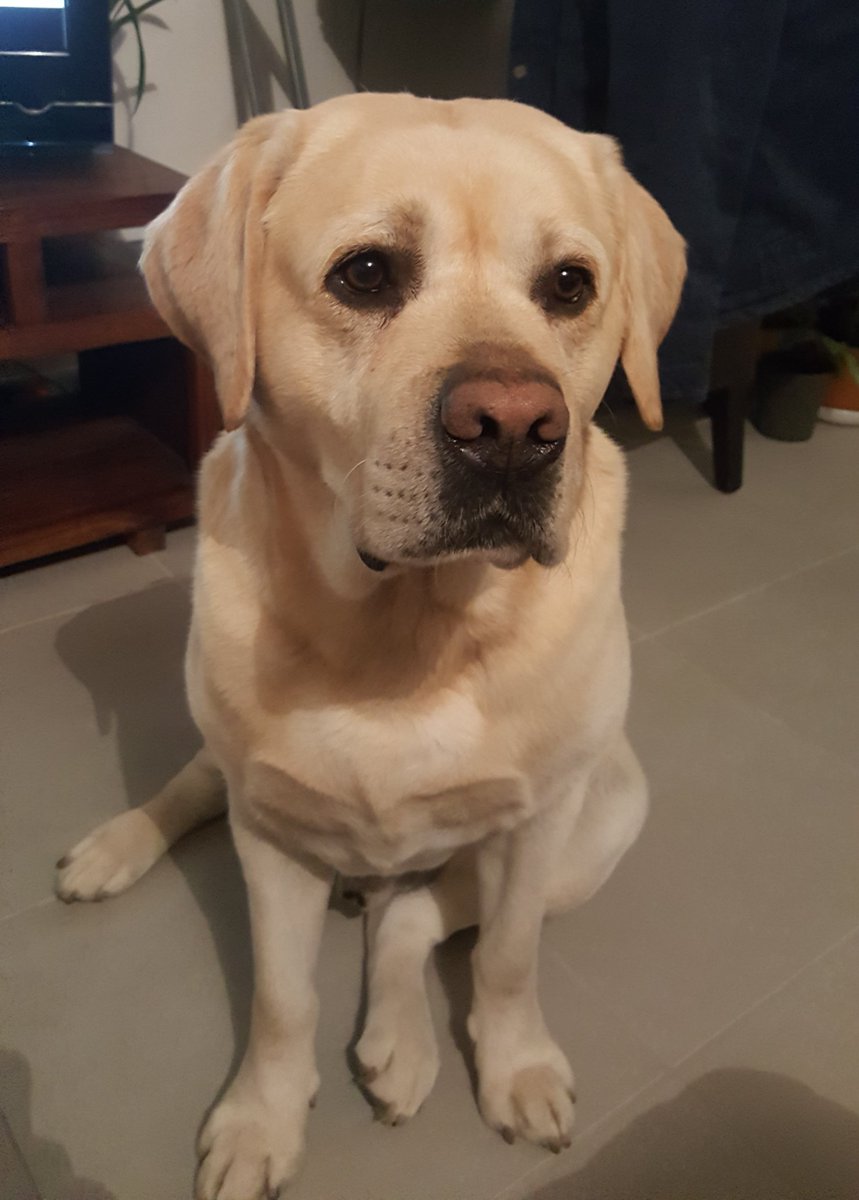 알렉시 / ProTosH tweet media