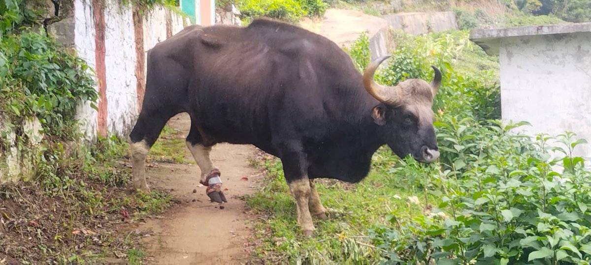 supriyasahuias's tweet photo. Gaur rescue by TN Forest field team in Nilgiris where a PVC pipe got stuck in his hind legs and caused serious wounds. Forest team sedated the Gaur, removed the pipe and treated the wound. Still under observation but the Gaur is back on his feet and grazing well. A reminder to us all to be careful and not leave things carelessly in areas with wildlife.kudos to FD and his team #TNForest #Gaur #rescue #wildliferescue #IndianBison