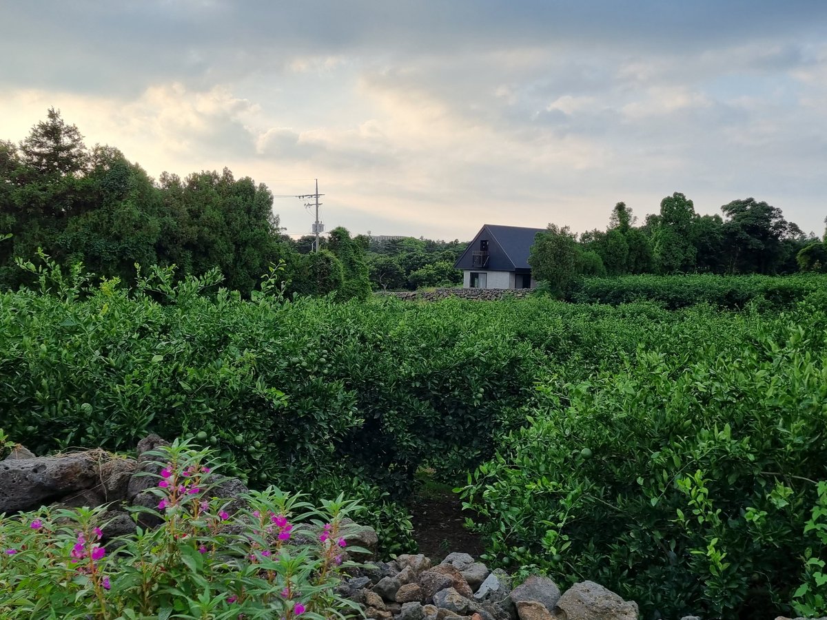ecilabate's tweet photo. Nice to be wandering around the Jeju countryside again🪻 https://t.co/XA6T3jZA49
