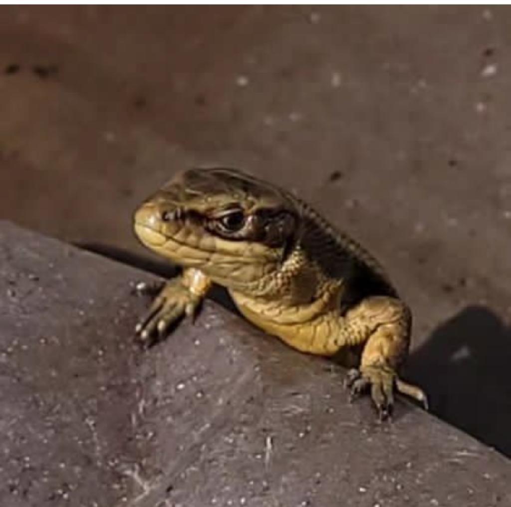Our only native 🦎  delighted to see these wonderful creatures living happily on our farm.  #Diversity #wildlifefriendlygarden #supportingnature
