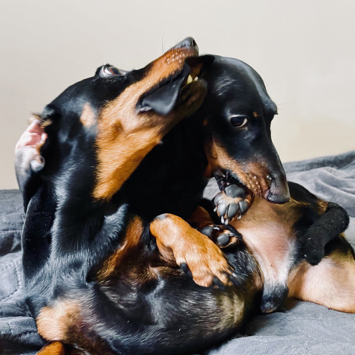 KookyKrunchy's tweet photo. Dog Eat Dog #dogsday https://t.co/VI2OFh7EkK