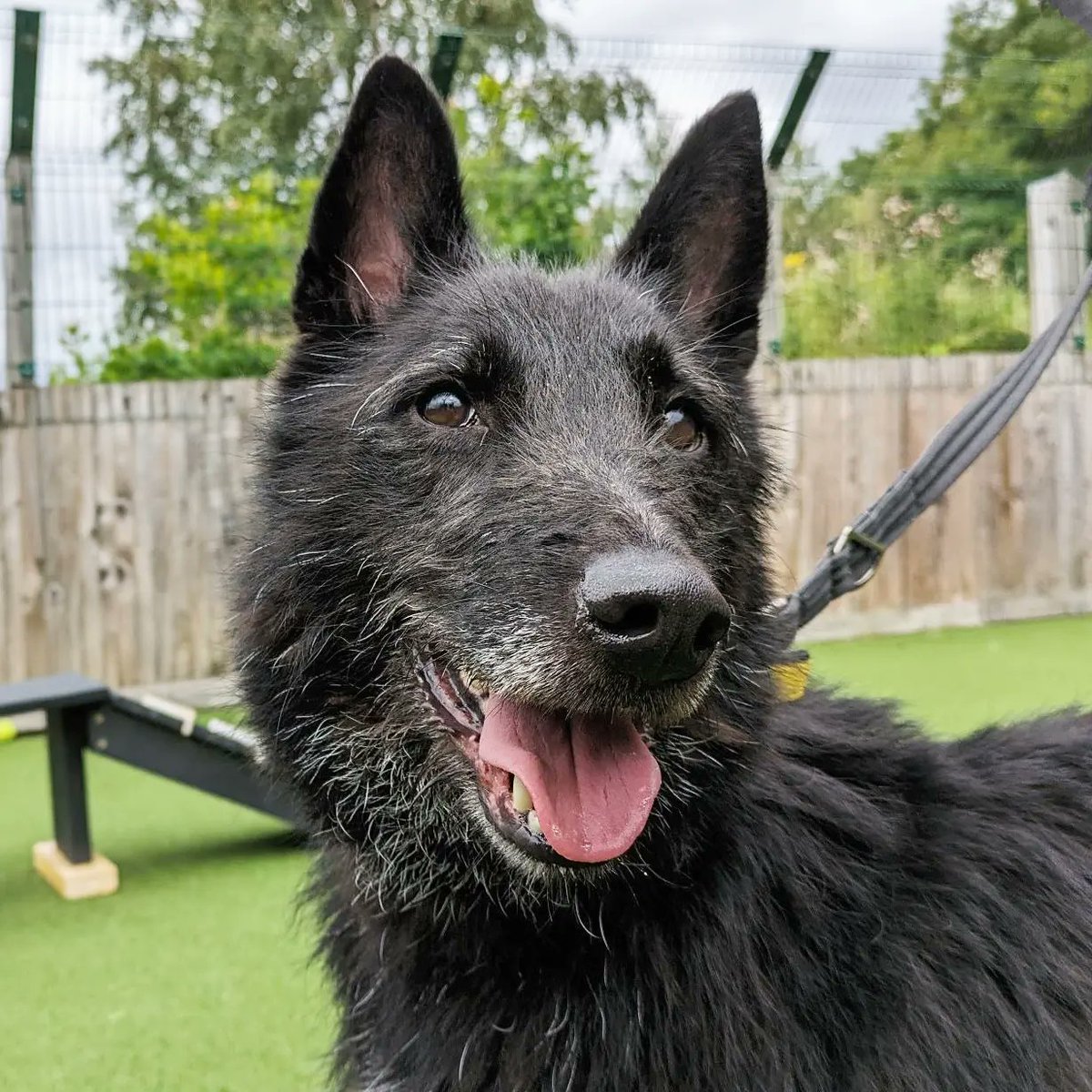 Happy #InternationalDogDay!! Find someone who looks at you like Duffy does 😍🥰 Duffy loves attention and his favourite canine carer Bethany! This beautiful lad is available for adoption - find out more on our website (link in bio ⬆️) or at our rehoming centre ❤️