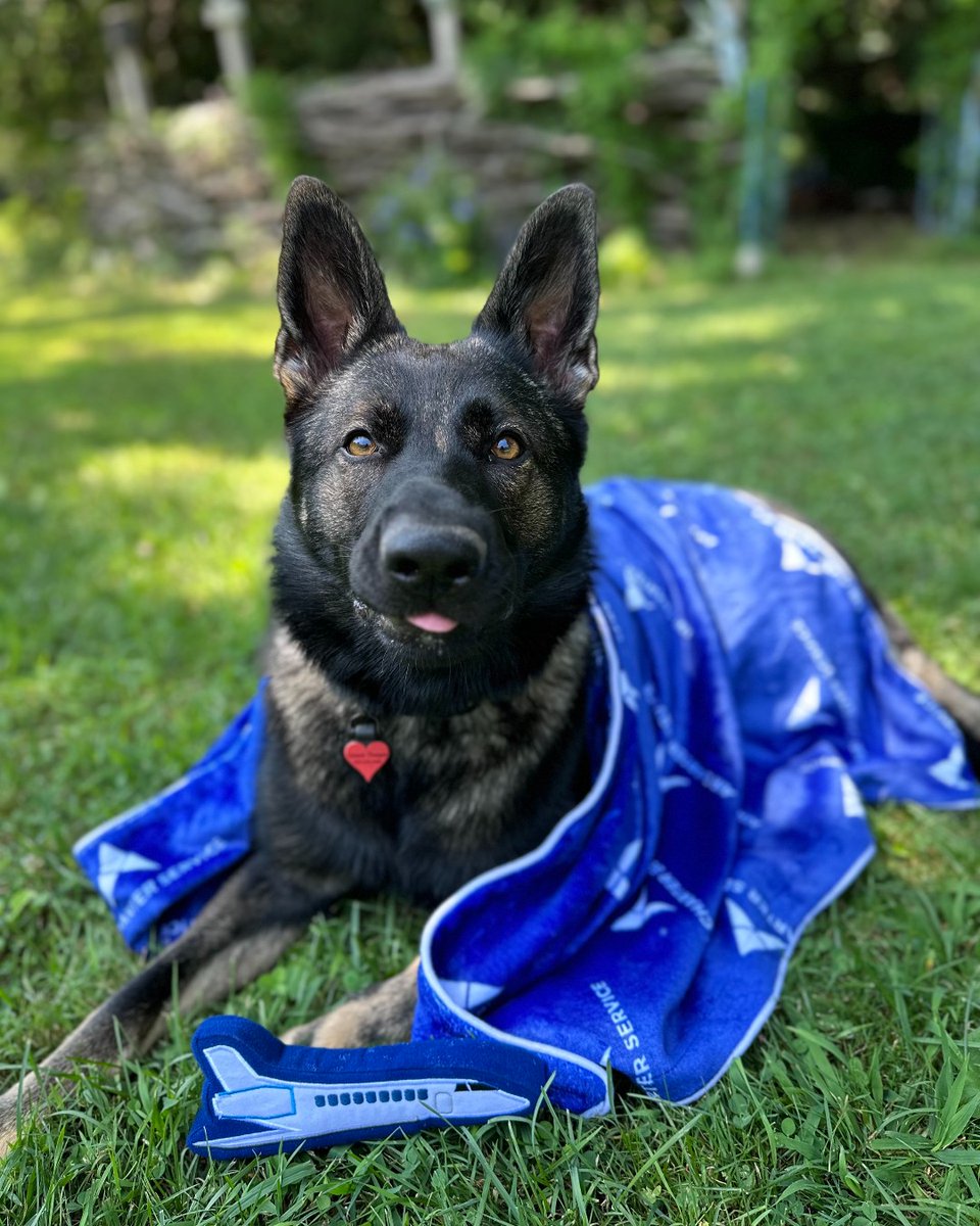 ACS_AIRCHARTER's tweet photo. In celebration of International Dog Day, we wanted to showcase all of the ACS dogs around the world. Meet Grace, Pancake, Pilot and Obi
#internationaldogday #dogday #aircharter #pets #ACSGlobal https://t.co/j3zOtgcNuH