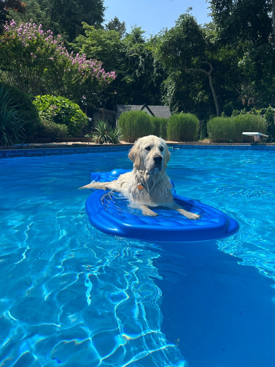 ACS_AIRCHARTER's tweet photo. In celebration of International Dog Day, we wanted to showcase all of the ACS dogs around the world. Meet Grace, Pancake, Pilot and Obi
#internationaldogday #dogday #aircharter #pets #ACSGlobal https://t.co/j3zOtgcNuH