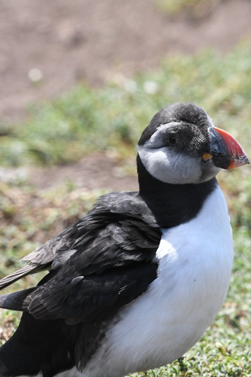 warren lee tweet media