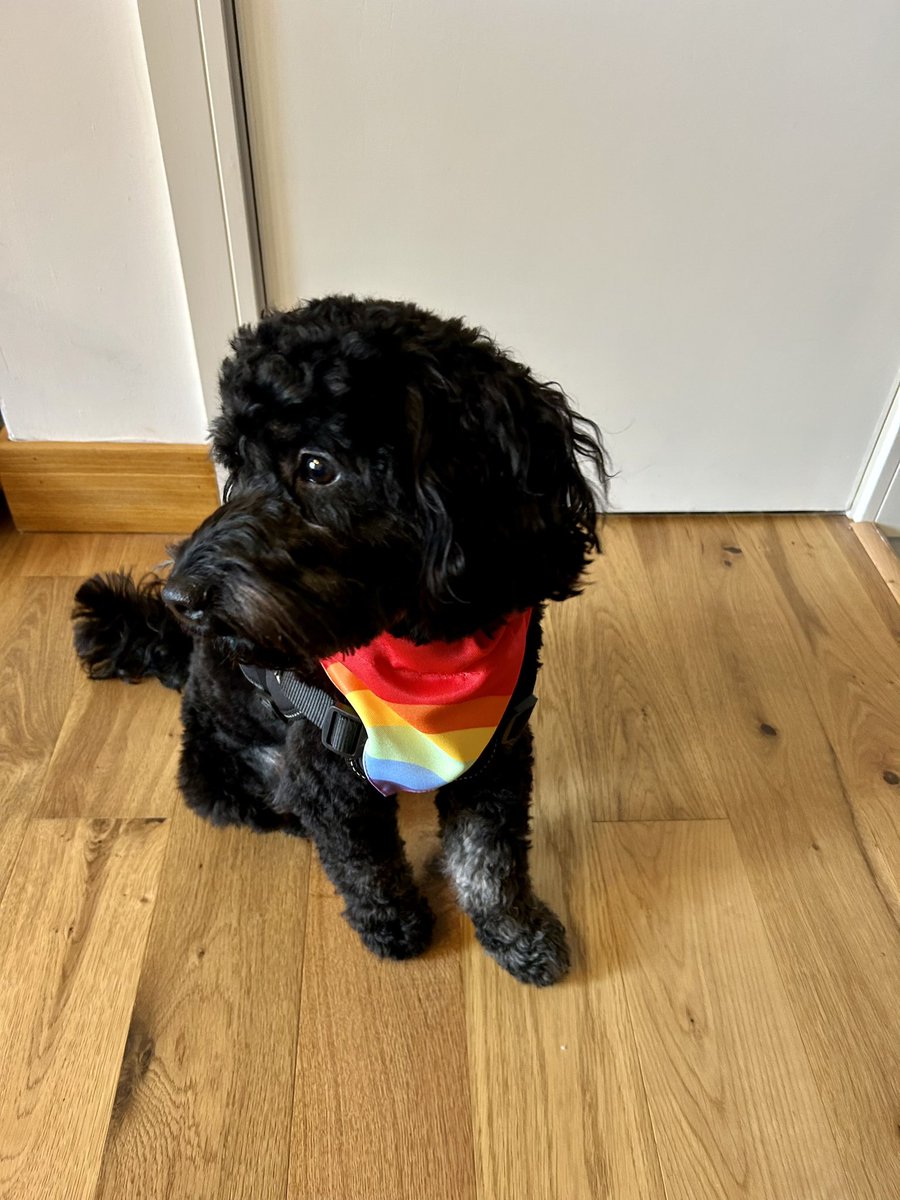 Mark_Sw1ft's tweet image. Happy #InternationalDogDay to all our fluffy friends 🐶. Here’s Rex all set for #ManchesterPride 🏳️‍🌈 ❤️