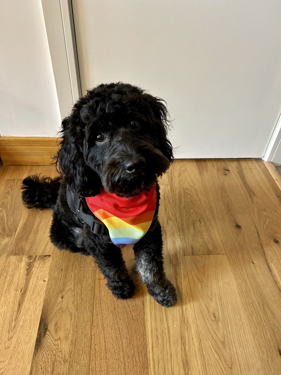 Mark_Sw1ft's tweet image. Happy #InternationalDogDay to all our fluffy friends 🐶. Here’s Rex all set for #ManchesterPride 🏳️‍🌈 ❤️