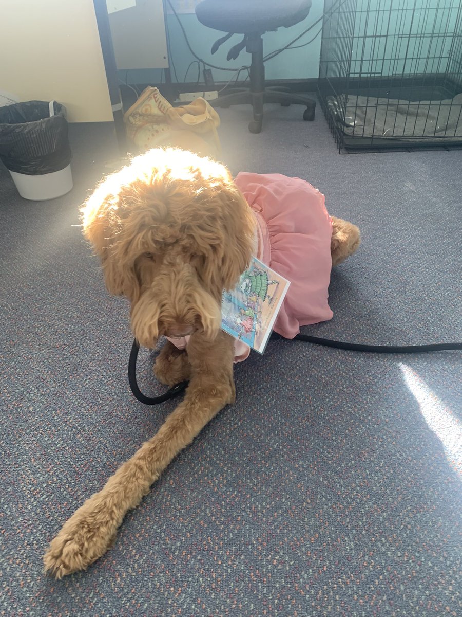 ElanoraHtsPS's tweet photo. @teachNSW this is Daisy our Elanora Heights PS wellbeing pup. She dressed up as Angelina Ballerina to celebrate book week. https://t.co/LVaKo4CGNG