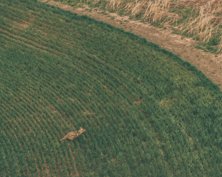 LastShadowTx's tweet photo. Wylie coyote didn't expect us that day! Tag us on your hunts with #flywithlastshadow

#lastshadowtx
#helicopterhoghunting
#texashoghunting
#hoghunting
#texas
#triarcsystems
#triarc
#eotech https://t.co/NzvPhy3TQi