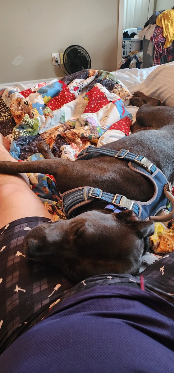 EamonHarbord's tweet photo. Good thing he's cute #adventureswithoberon keeping me from my coffee #snugglebug #labpitmix #daddysboy https://t.co/LIezRITM2B