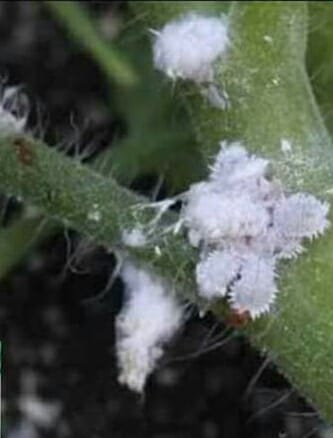 ما هو البق الدقيقي؟
متى نراه وكيف نعالجه؟
#جمعيةالذهب_بترابو
m.facebook.com/story.php?stor…