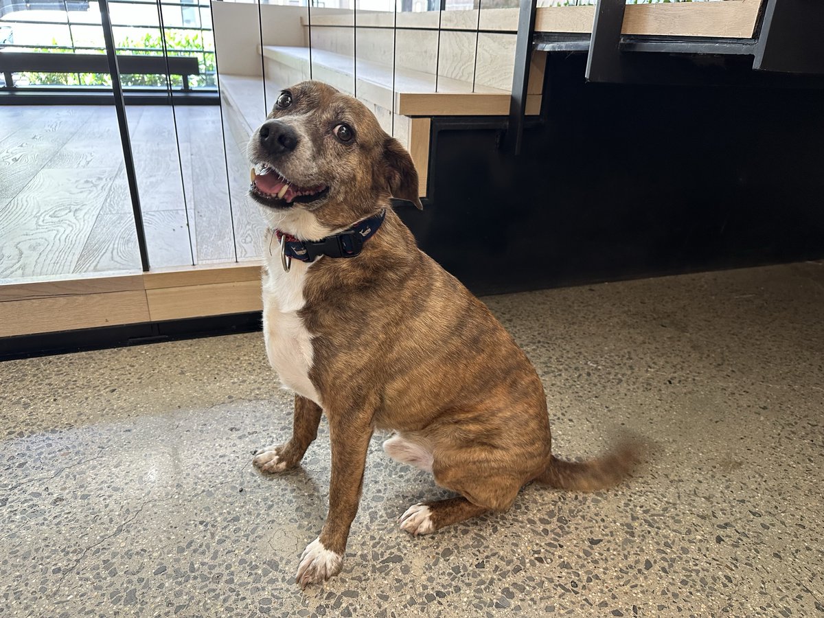 Happy National Dog Day to our furry BFFs, including FOX’s very own Director of Health & Well-Being, Riley!🐾Thanks for always bringing joy to our hearts! #NationalDogDay #PuppyLove #WashingtonDC