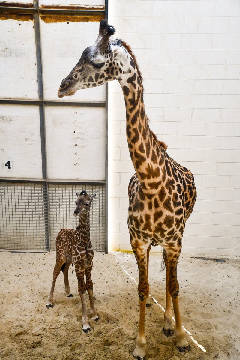 The Virginia Zoo tweet media