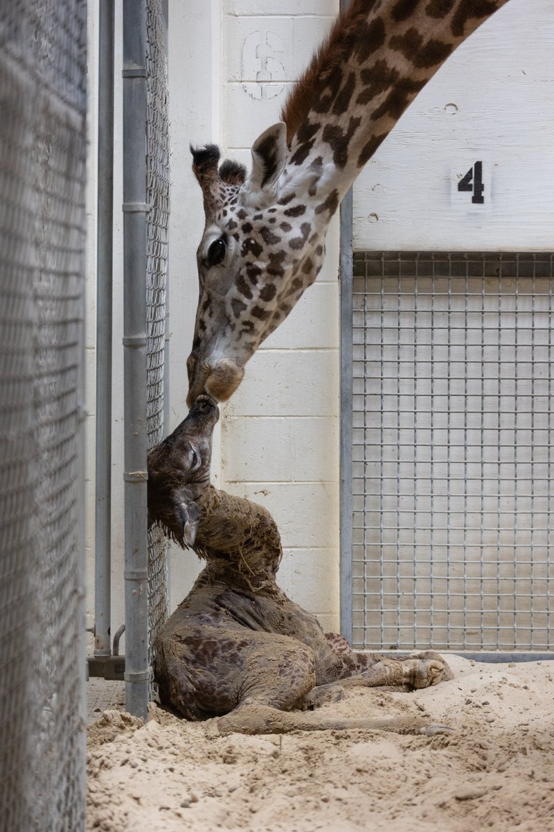 The Virginia Zoo tweet media