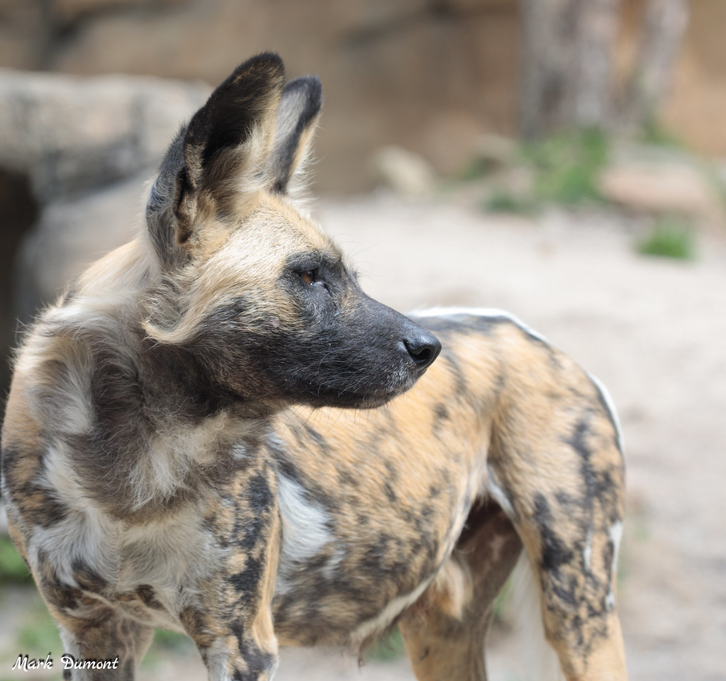 CincinnatiZoo's tweet photo. Today is World African Painted Dog Day! Their population has decreased to <7,000 adults due to habitat fragmentation, human/wildlife conflict &amp; diseases from domestic dogs. We're proud to be part of AZA African painted dog SAFE plan to help painted dog populations in Africa. https://t.co/joRNtaaECy