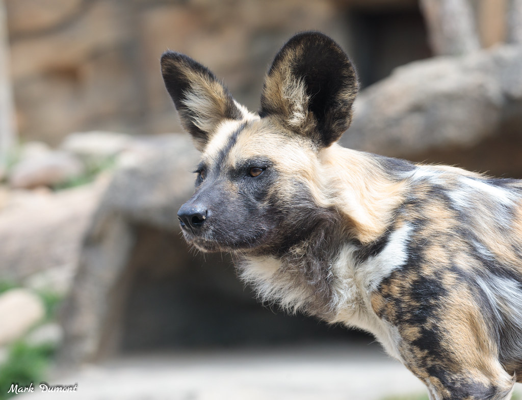CincinnatiZoo's tweet photo. Today is World African Painted Dog Day! Their population has decreased to <7,000 adults due to habitat fragmentation, human/wildlife conflict &amp; diseases from domestic dogs. We're proud to be part of AZA African painted dog SAFE plan to help painted dog populations in Africa. https://t.co/joRNtaaECy