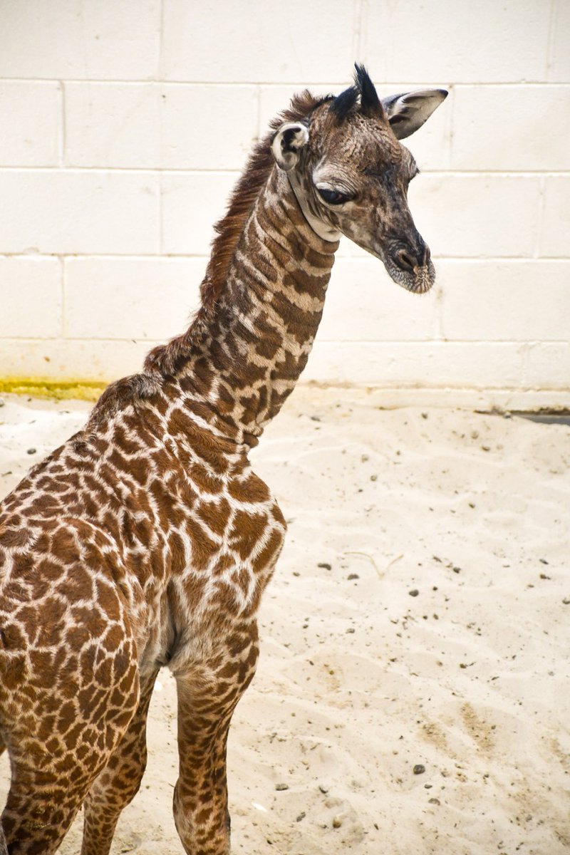 The Virginia Zoo tweet media