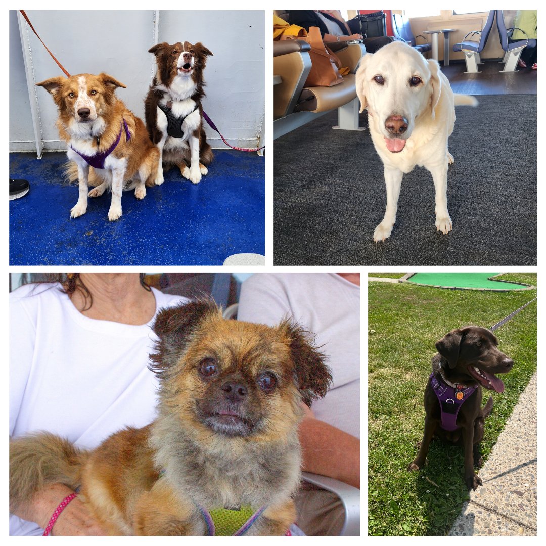 Not that we need an excuse to post about our furry, four-legged friends, but seeing as it's #NationalDogDay today... here are a couple of our favorites from the last year or so! #NationalDogDay #FerryDogs #FerryWoofs #WeekendWoof