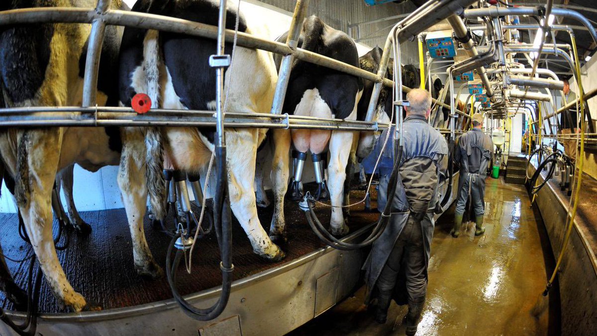 FarmhandGER's tweet photo. Zweimal am Tag im Melkstand, dazwischen Gülle schieben und allgemeine Stallarbeiten. Immer verschwitzt sein und stinken in dreckigen Stallklamotten und Gummistiefeln, ich liebe es Knecht zu sein. https://t.co/0dhvKL0E94
