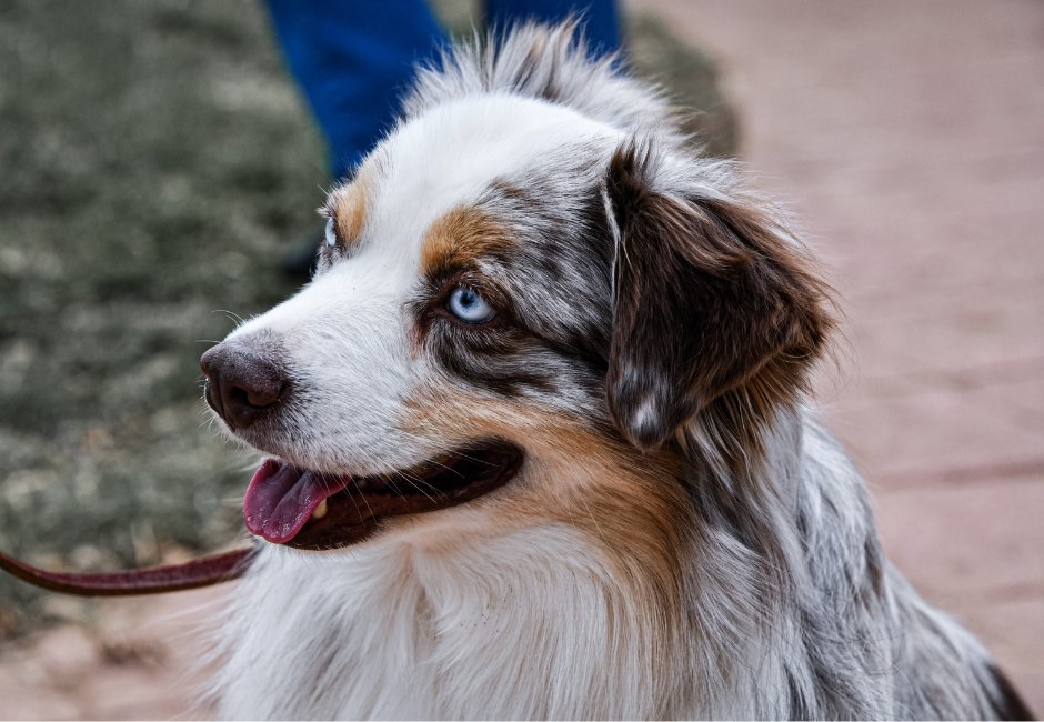 Today is National Dog Day! We love our furry friends here in Lubbock ISD!