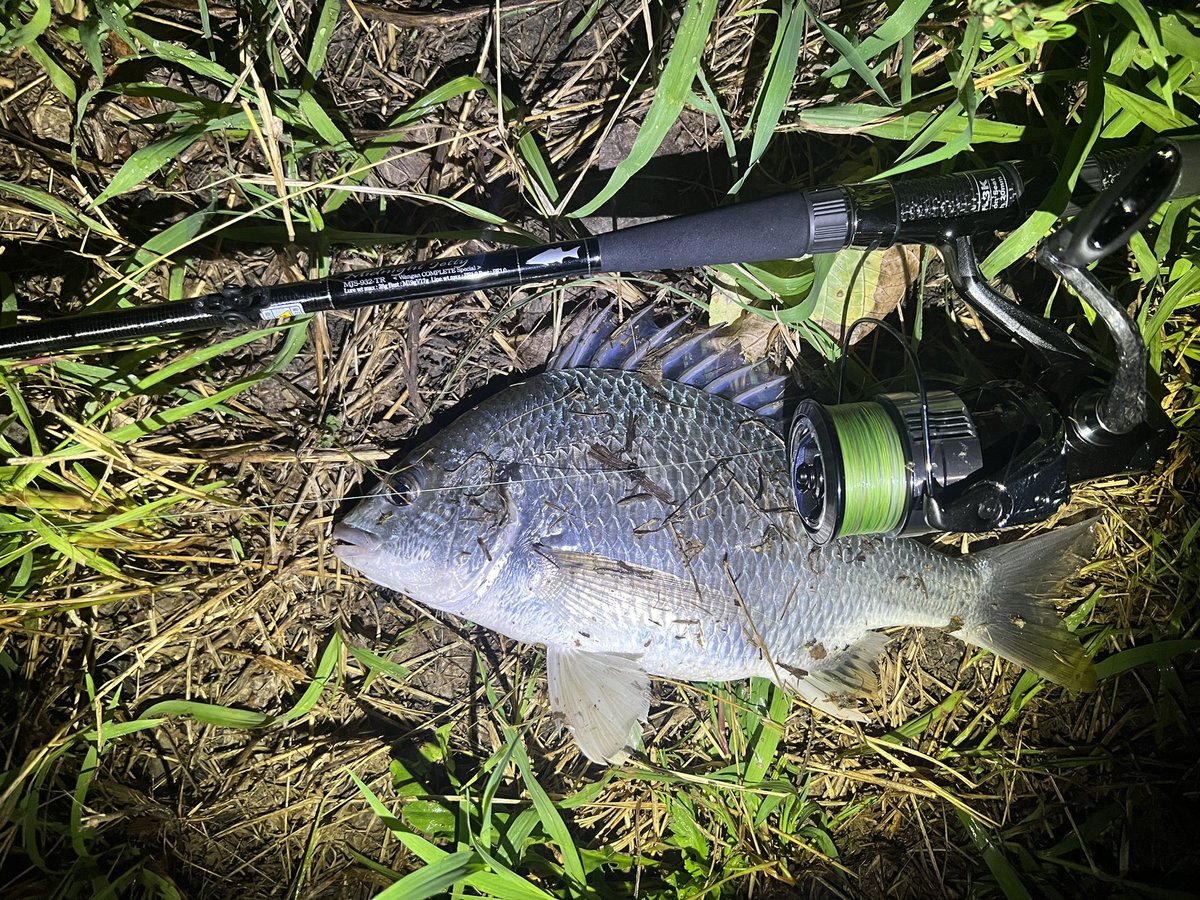 hyt___56's tweet photo. メジャー無いけど歳なしくらいと
ちっこいのが高活発🤣
#23ヴァンキッシュ
#mjs932tr
# https://t.co/Lbv3A2lrmU