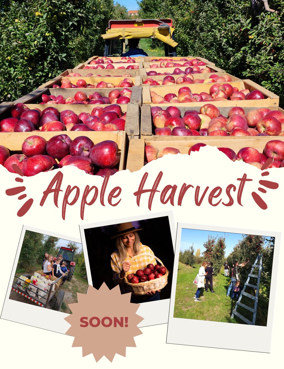 🍎 Јаболкобер 🍏
Наскоро ќе ги објавиме сите детали за јаболкоберот, отворените денови на фарма како и продажбата онлајн 📦
#agrotourism #ruraltourism #farmlife #farmgirl #farmerlife #applefarm #appleorchard #apples #appleharvest #farmer #rurallife #farmtotable #spiritofprespa