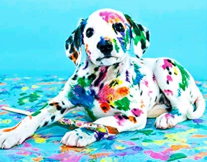 PaintRinse's tweet photo. It's National Dog Day! 🐕 Anyone else a dog person?  Let's see your fur babies in the comments!
#dogday https://t.co/Gt7l7UcW7o