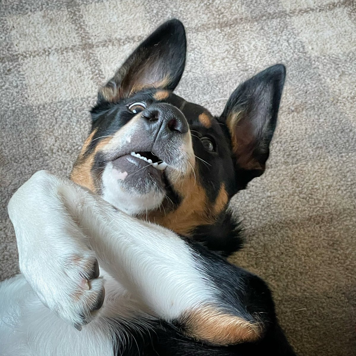PipTheCollie tweet media