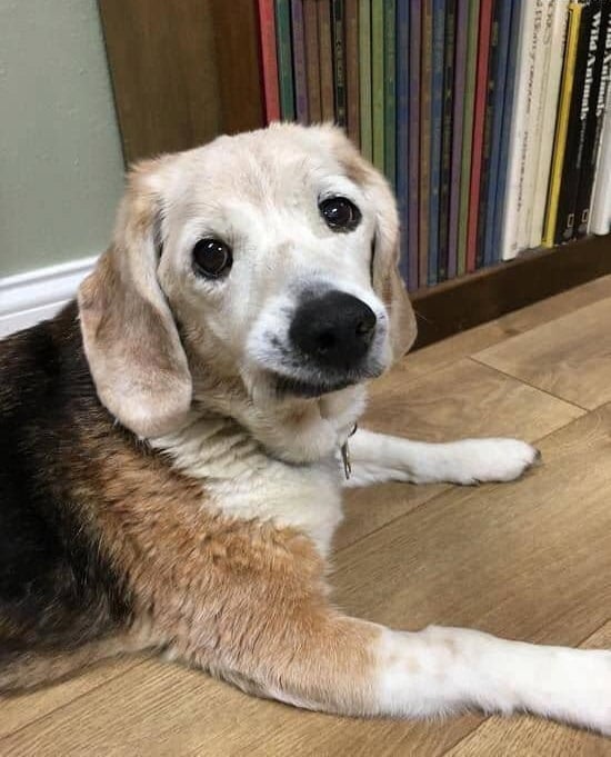 "Today is my 18th birthday everyone." Happy Birthday to this sweetie! 😊🎉🧡🐶