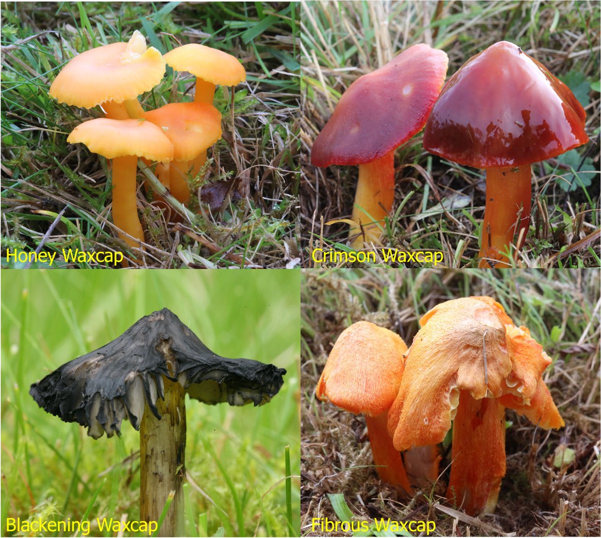 It's Waxcap season! If you see any of these brightly coloured fungi you know you are in 'unimproved' grassland that is good for wildlife #waxcaps @MonMeadows @GwentWildlife