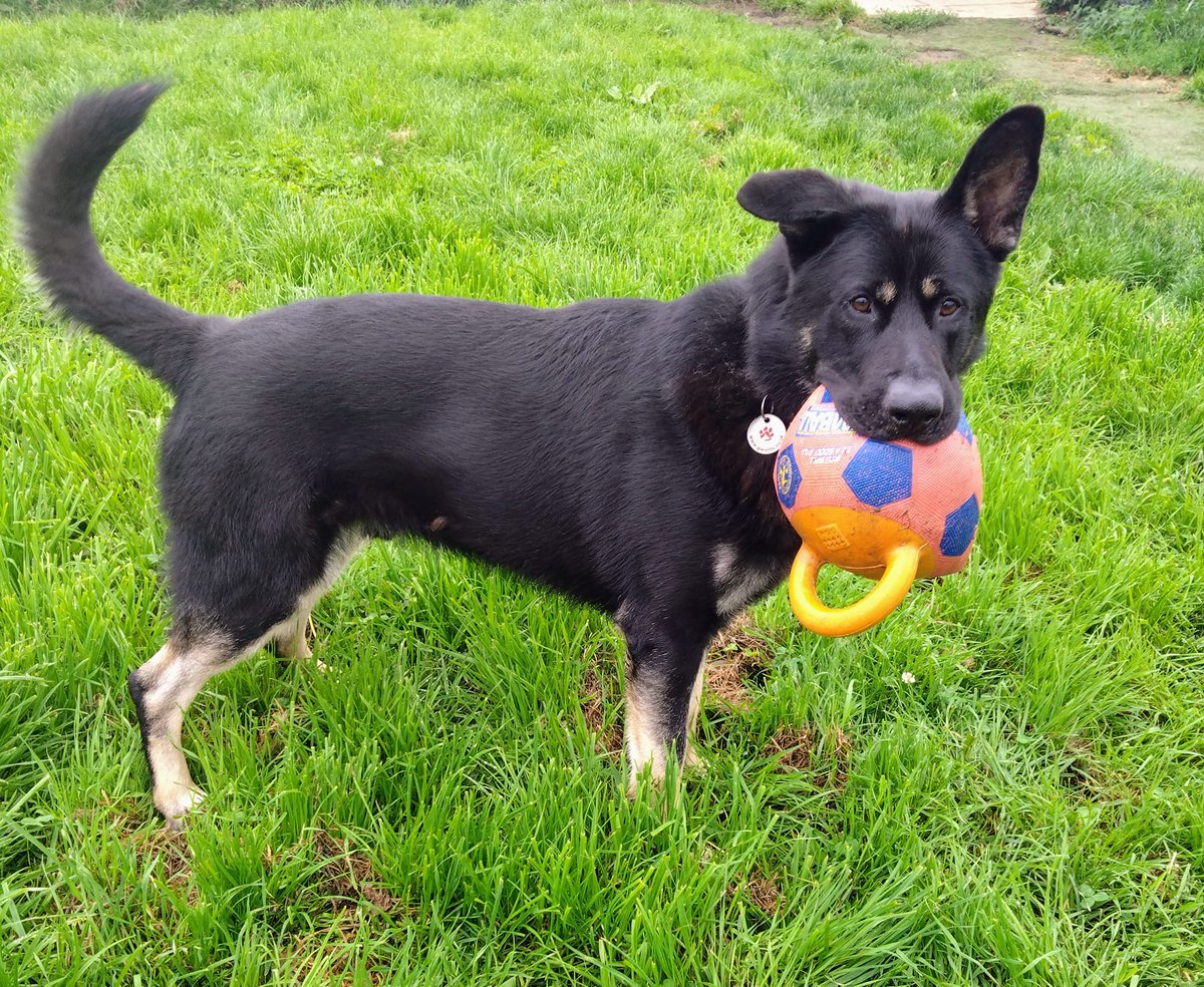 German Shepherd Rescue Elite ( GSRE ) tweet media