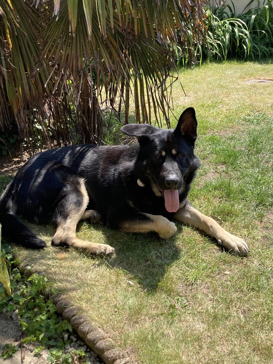 German Shepherd Rescue Elite ( GSRE ) tweet media
