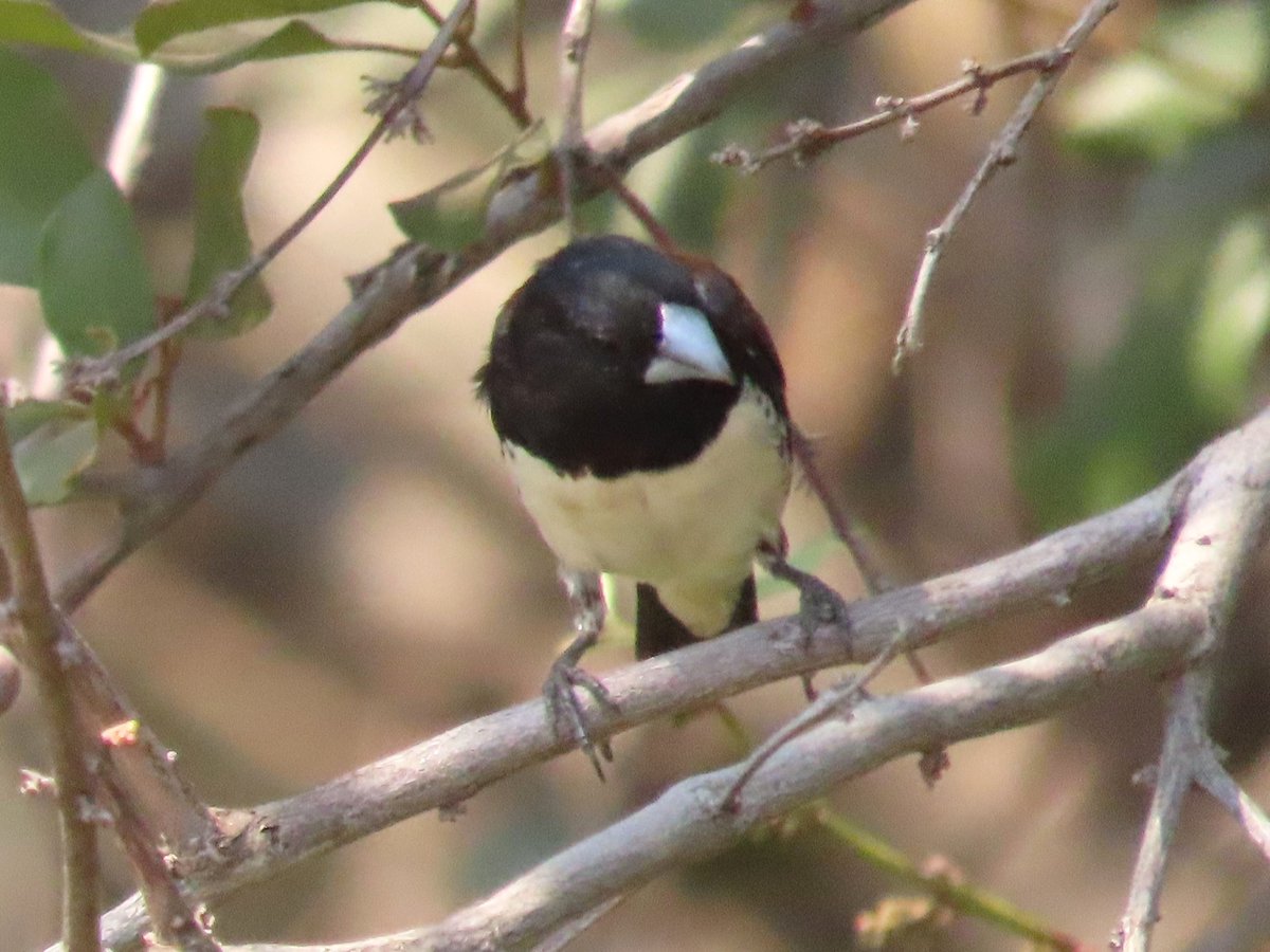 WWWings2023's tweet photo. For your Saturday 🙂
Today we were visited by the Red-backed #Mannikin (Lonchura nigriceps). Two photos from front and back, and a reddish-brown juvenile. Another lovely example of #SmallBrownBirds.
#Zambia #BirdsSeenIn2023 #ornithology #birding #birdwatching #NaturePhotography https://t.co/9913QpHpUP