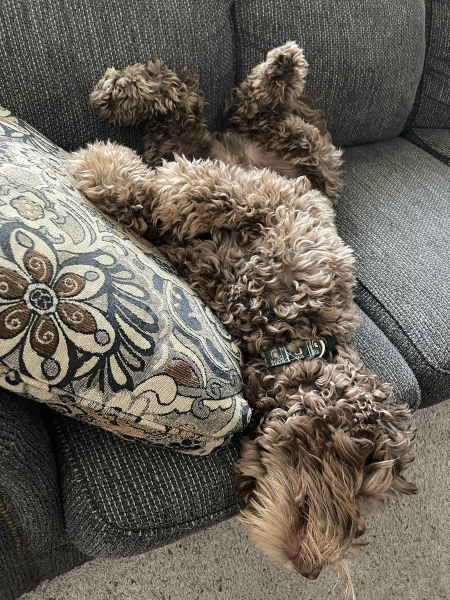 karrie_joy's tweet photo. Happy Birthday to my sweet boy 🐶 - my running partner, my shadow 🐶💙
#1stbirthday 🎈🎁🎉
#internationaldogday
#snackstealer
#countersurfer
#pillowhog
#earlymorningcuddler
#tucker #dogslife https://t.co/0HNmPGFwgm
