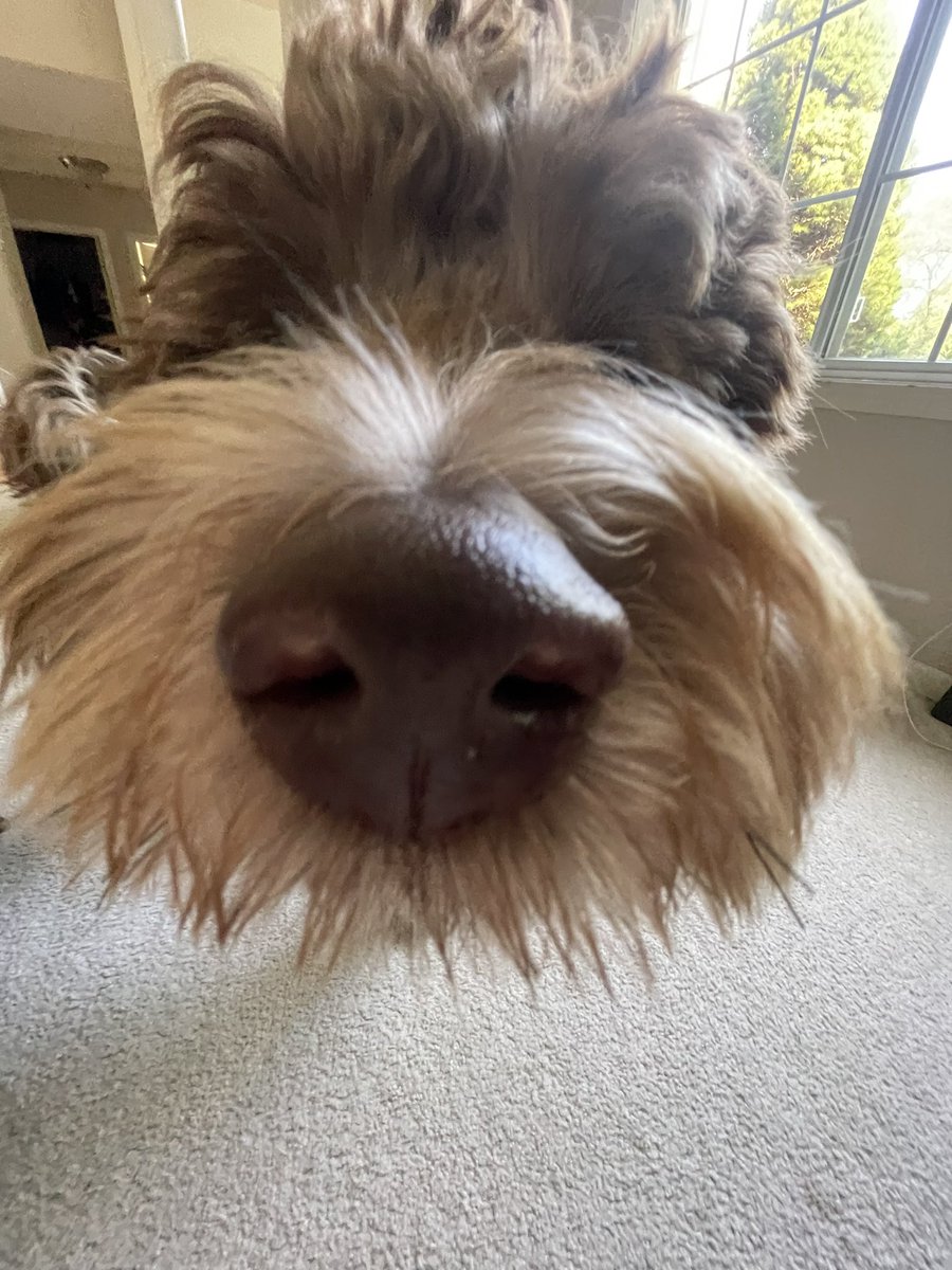 karrie_joy's tweet photo. Happy Birthday to my sweet boy 🐶 - my running partner, my shadow 🐶💙
#1stbirthday 🎈🎁🎉
#internationaldogday
#snackstealer
#countersurfer
#pillowhog
#earlymorningcuddler
#tucker #dogslife https://t.co/0HNmPGFwgm