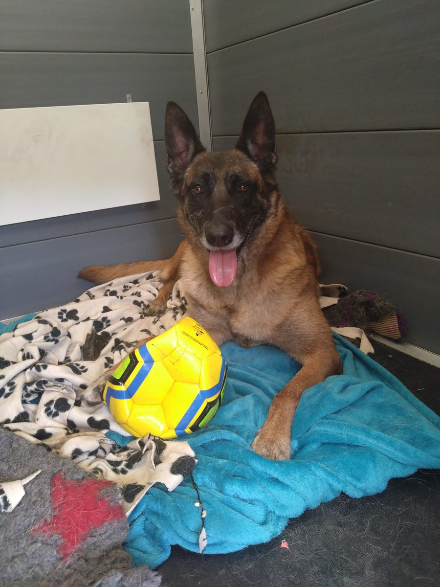 German Shepherd Rescue Elite ( GSRE ) tweet media