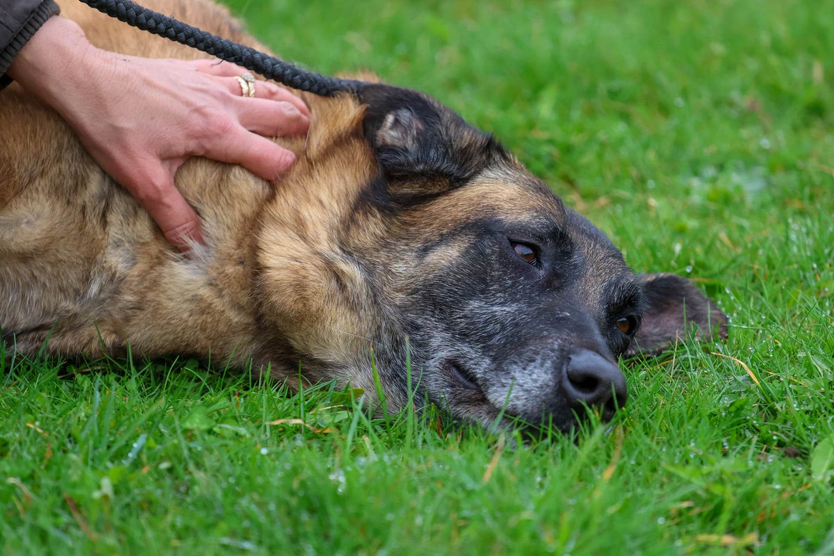 German Shepherd Rescue Elite ( GSRE ) tweet media