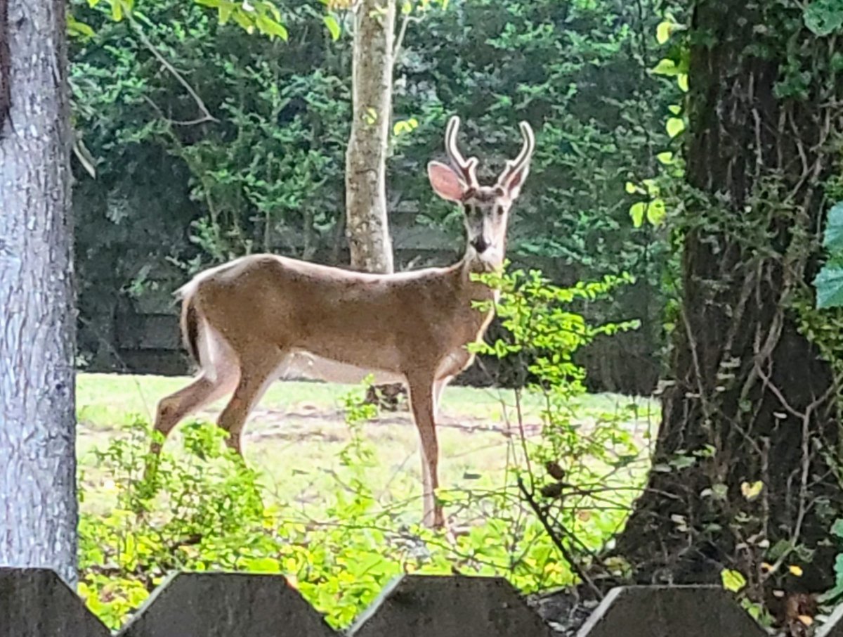 Joey_Nicholson_'s tweet photo. Good morning
#deer #NaturePhotography #deerphoto https://t.co/kGvwsYqMkL