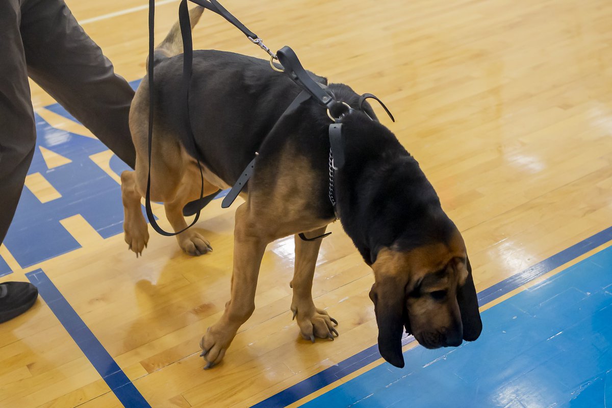 JJayAthletics's tweet photo. Happy National 🐶 Day!!

🐾 🐾 🐾 

#GoBloodhounds x #cunyac x #JohnJayCollege x #whydiii x #ncaadiii https://t.co/iu67VGr3wQ