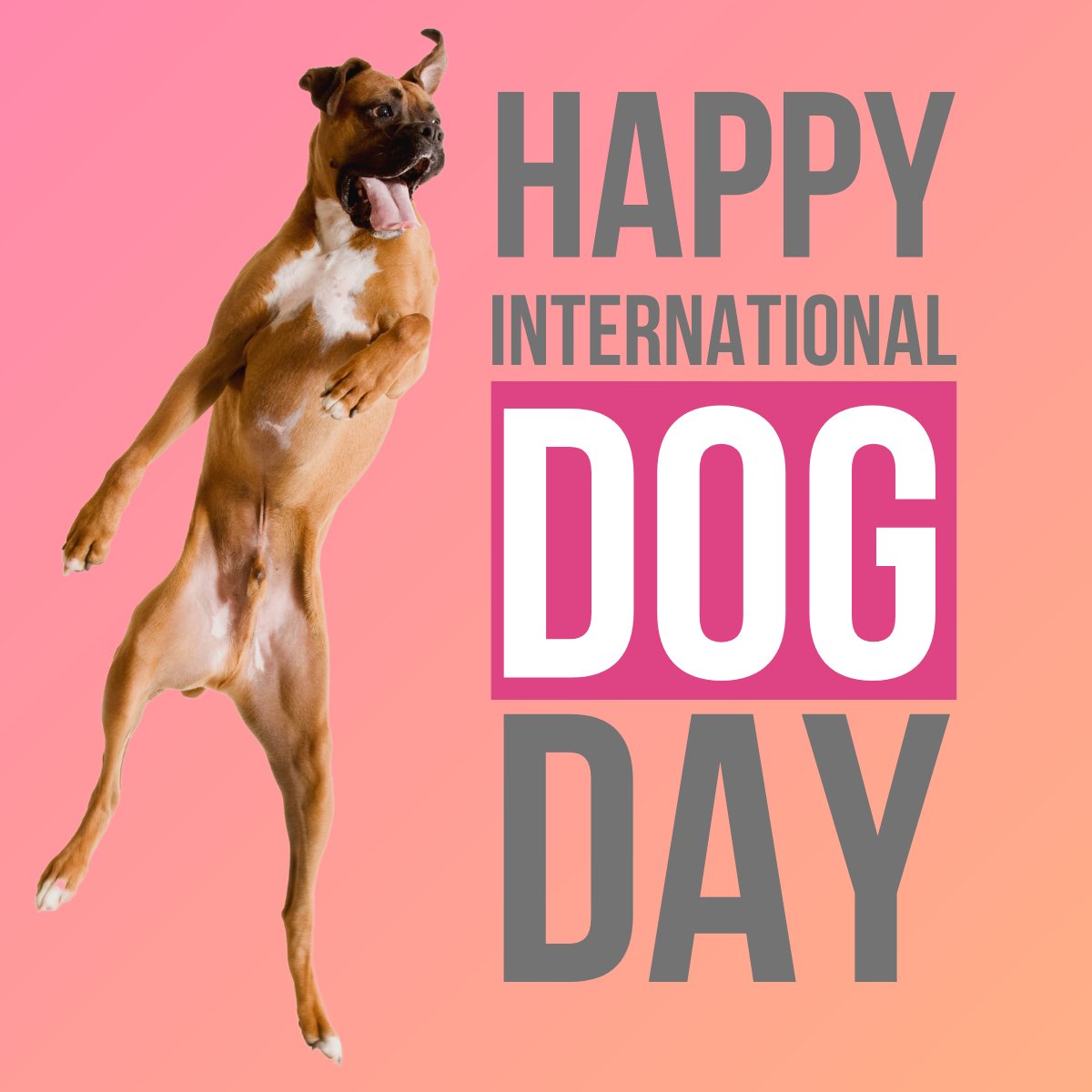 UrbanPawsandCo's tweet photo. 🌍🐶 Happy International Dog Day! 🐶🌍

Today, we're celebrating our incredible Urban Paws influencers and their furry superstars who light up our screens and our lives! 🌟🐾

Tag your favourite dog influencer and let's spread the love for our four-legged stars! 🐾🥰 https://t.co/pRJILUsMvT