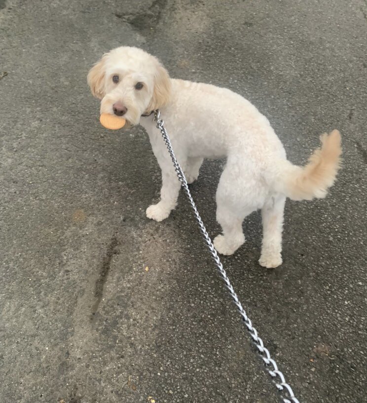 Penny_Fred's tweet photo. @jason_carl_fox Mine takes his treat for a walk 🐶💙🦊 https://t.co/mB6gJAl5xK