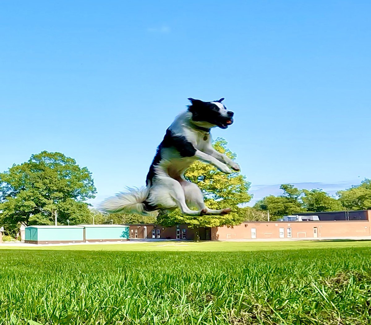 PJJustasonRN's tweet photo. I’ll just take a seat right here while I go flying says Ziibi the wonder dog!
.
#bordercollie #bordercollies #bordercolliesofinstagram #flyingdogs https://t.co/J0oBw9dFXn