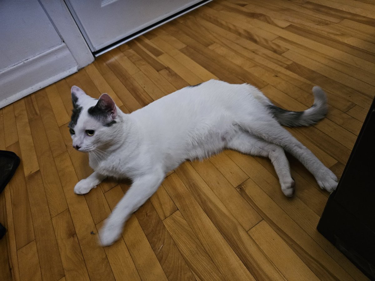 CaitiritheFiery's tweet photo. @_owlboxes meet my very first cat friend! Sushi! https://t.co/frSJIFNmDZ