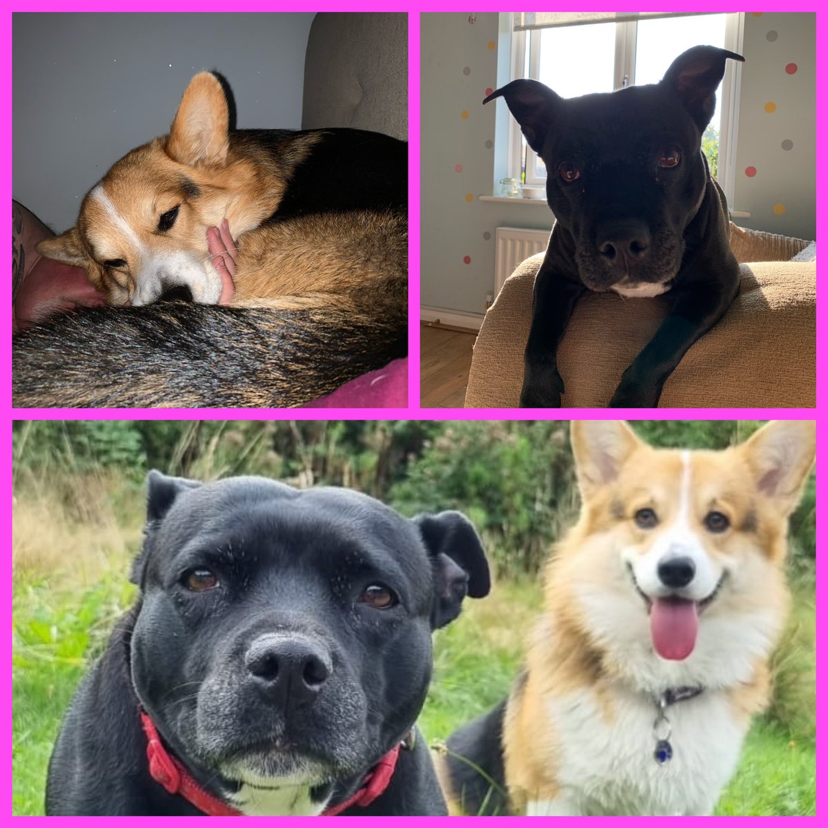 #internationaldogday. 
Let’s see your doggies 
#corgi
#staffie #staffy.
.