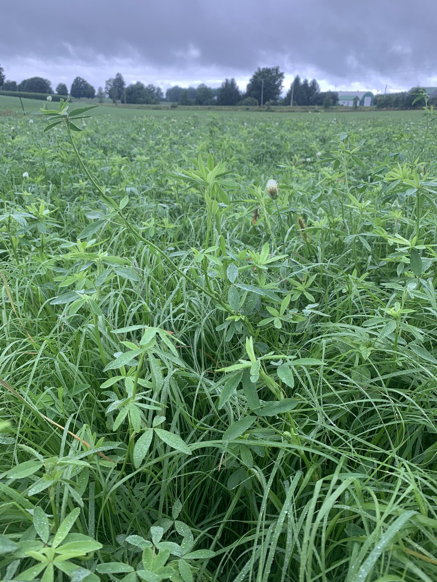 Knee high and ready for another cut. Teff grass is lush and thick, berseem clover starting to flower. Let’s make some milk 🤙