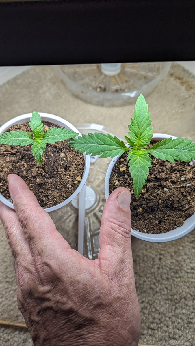 IGROWmids710's tweet photo. So my tent is missing 1 thang not 2🤣 &amp; yes they are the same everything cept SIZE😁  #growyourown #HomeGrown #autos #MagicKush https://t.co/YjQx7JjjJq